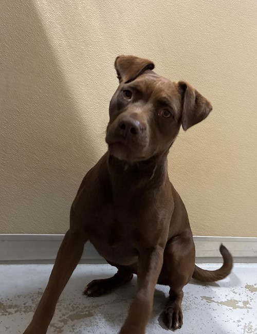 Photo for animal #1849