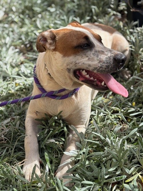 Photo for animal #1853