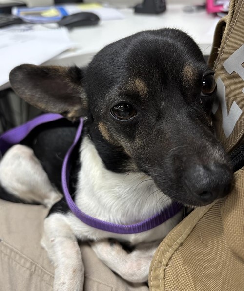 Photo for animal #1852