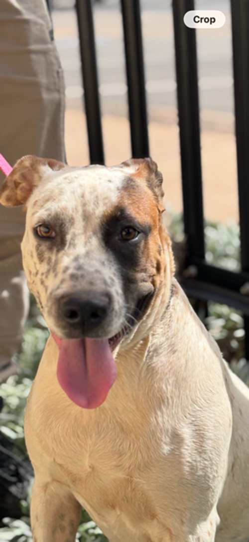 Photo for animal #1854