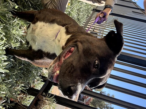 Photo for animal #1856