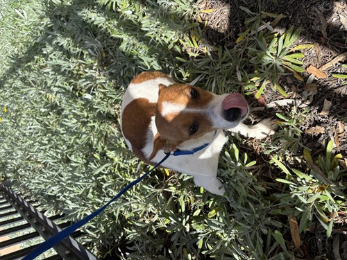 Photo for animal #1857