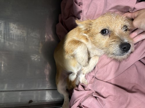 Photo for animal #1858