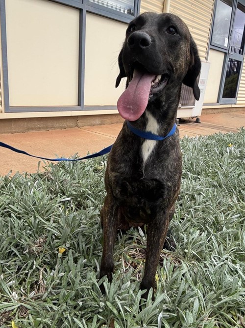 Photo for animal #1871