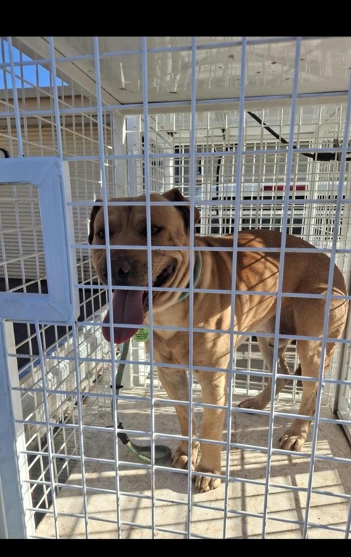 Photo for animal #1873