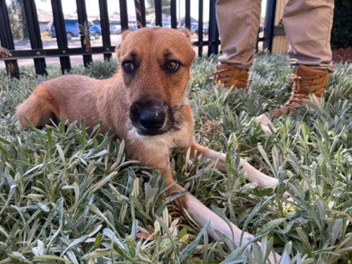 Photo for animal #1874