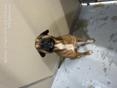 Photo for animal #1880