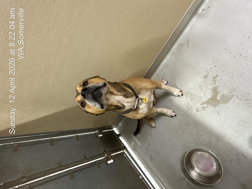 Photo for animal #1879