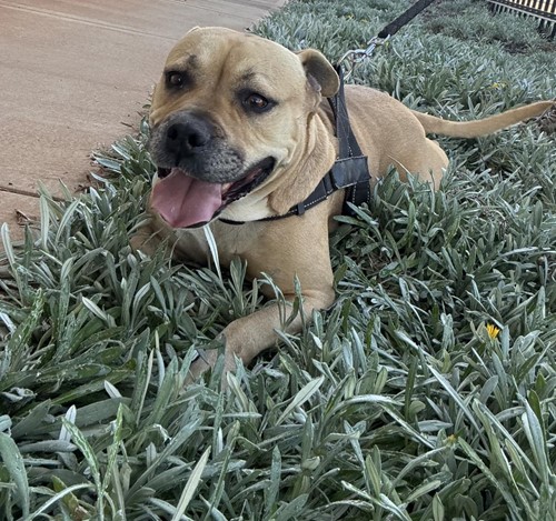 Photo for animal #1878