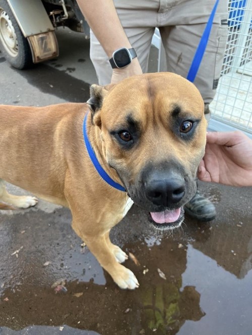 Photo for animal #1886