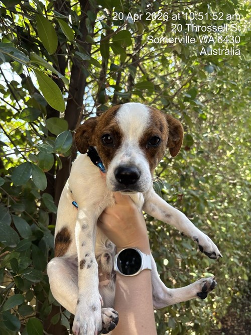 Photo for animal #1887