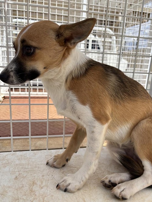 Photo for animal #1888