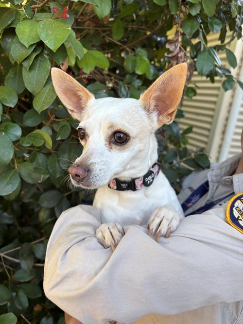 Photo for animal #1889