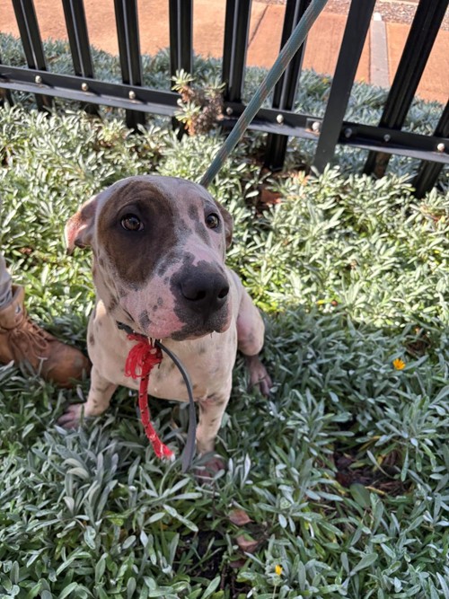 Photo for animal #1897