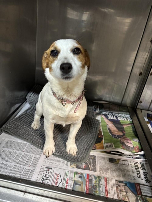 Photo for animal #1899