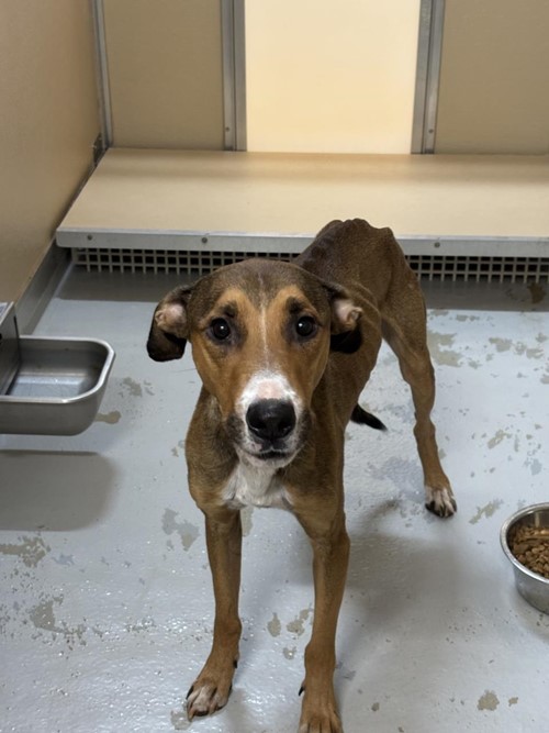 Photo for animal #1900