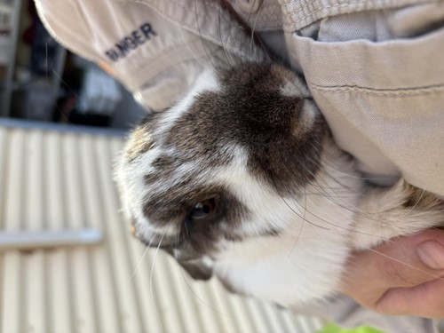 Photo for animal #1942