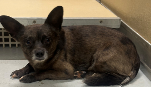 Photo for animal #1472