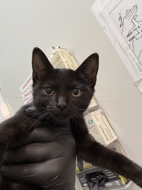 Photo for animal #1841