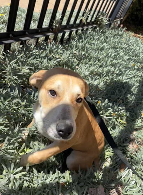 Photo for animal #1830