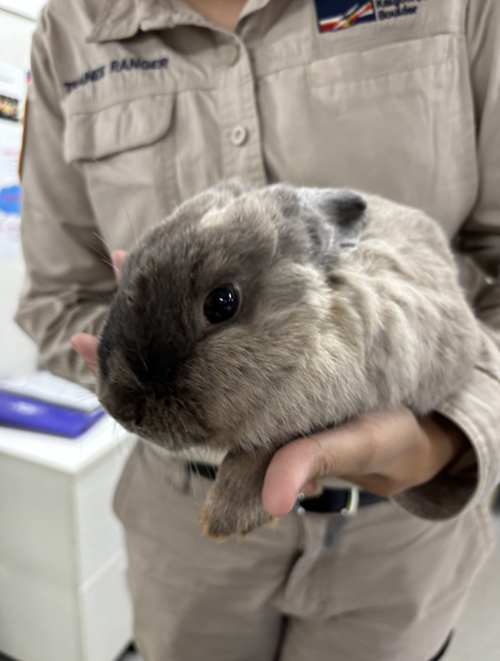 Photo for animal #1845