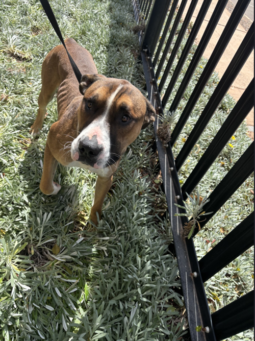 Photo for animal #1802