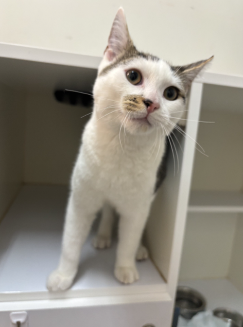 Photo for animal #1846