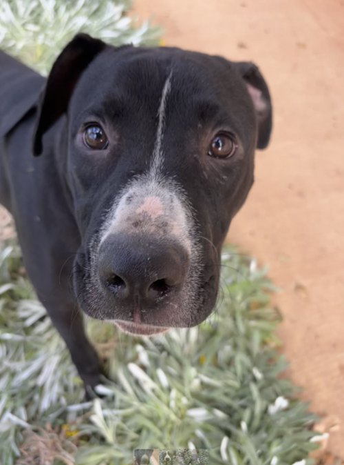 Photo for animal #1836