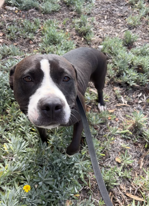 Photo for animal #1837