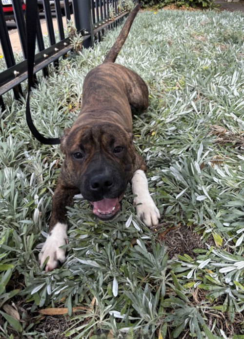 Photo for animal #1755