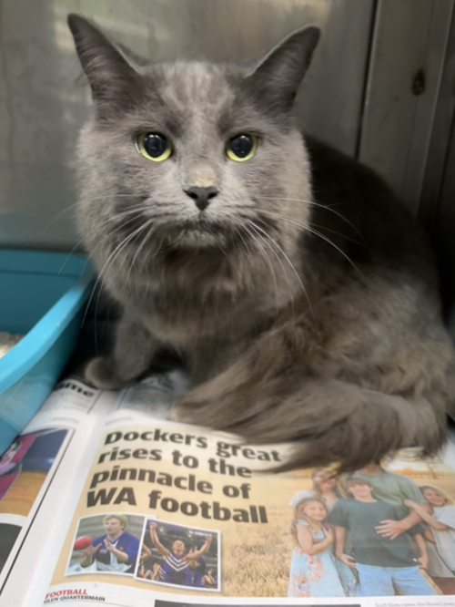 Photo for animal #1850