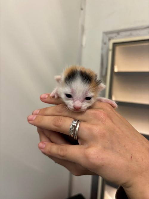 Photo for animal #1738