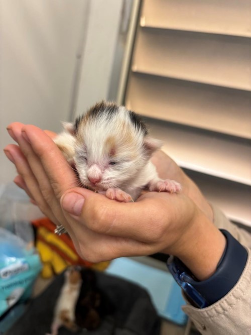 Photo for animal #1739