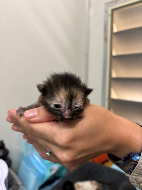 Photo for animal #1740