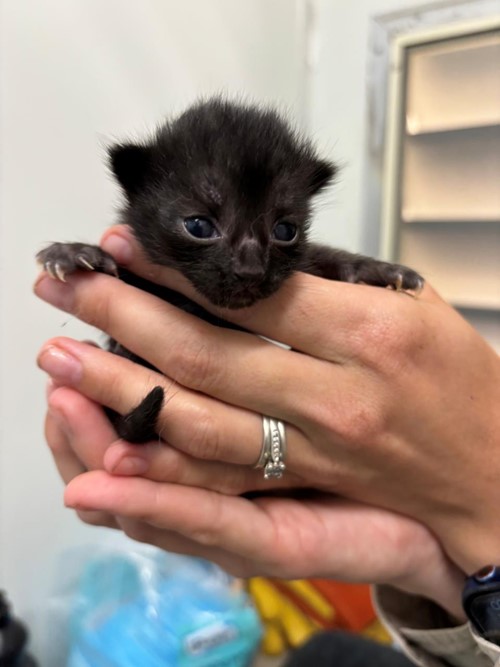 Photo for animal #1741