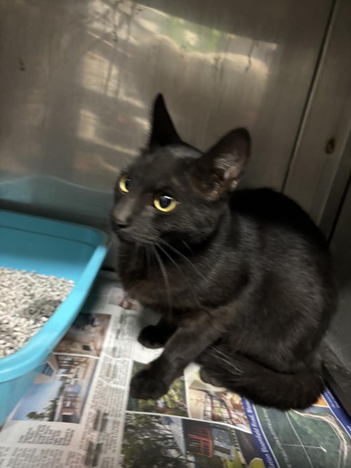 Photo for animal #1716