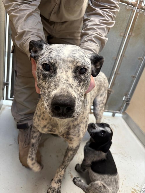 Photo for animal #1655