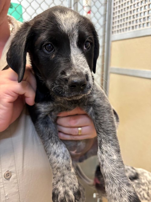 Photo for animal #1653