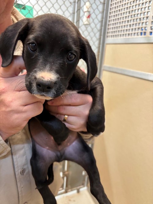 Photo for animal #1652