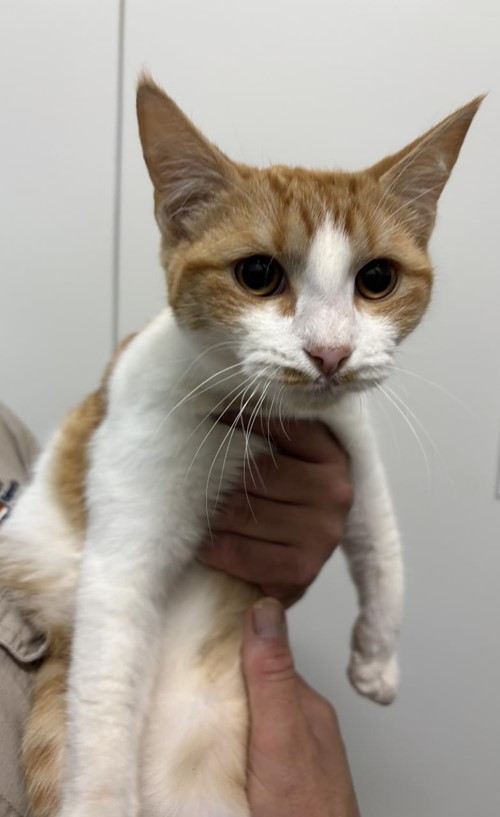 Photo for animal #1894